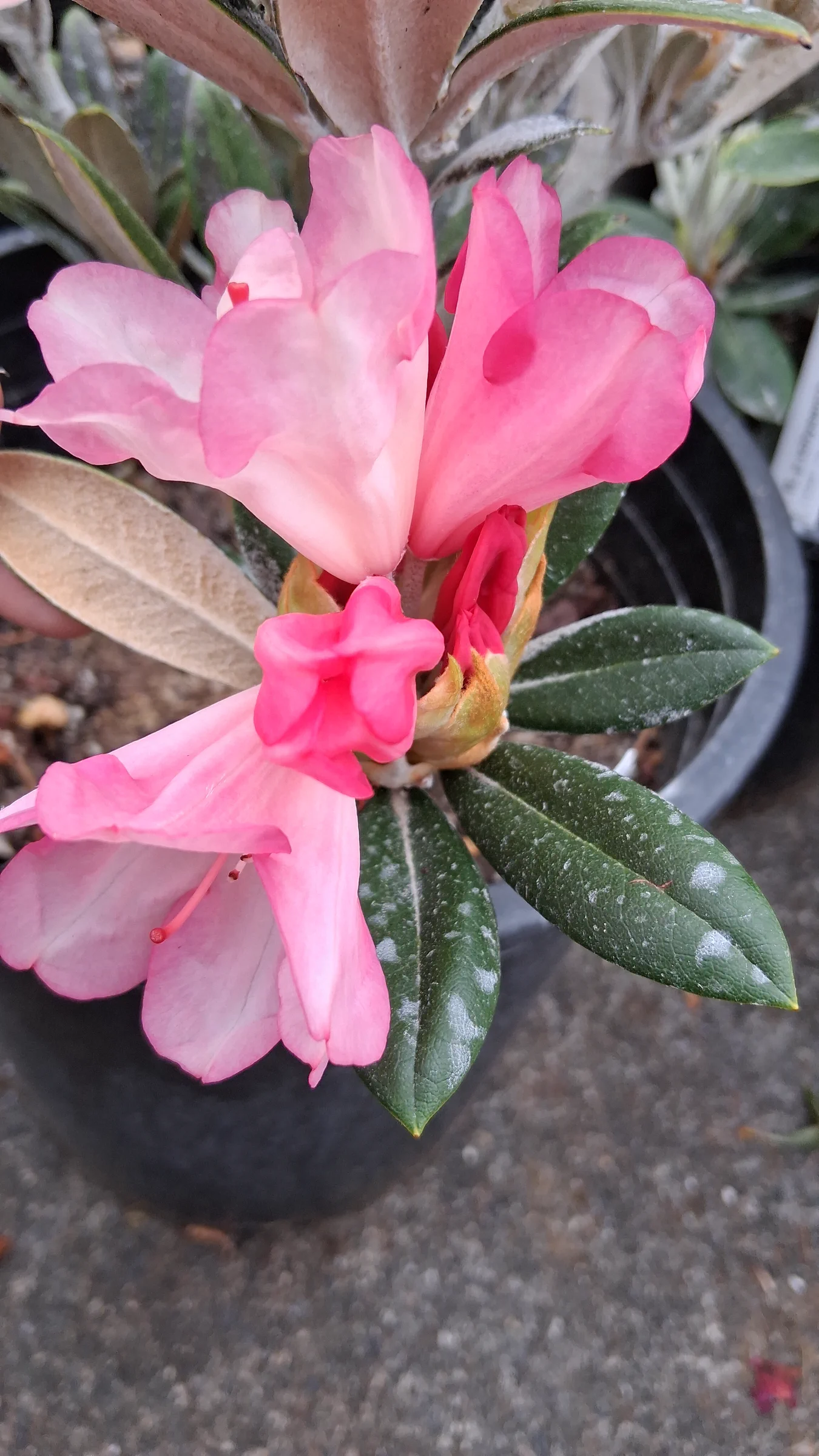 R. 'Coral Breeze' photo of R. 'Coral Breeze'. R. 'Coral Breeze' flowers and indumentum.. Location: Private Garden, Seatac, WA, USA. Photo by: Thatrhodylady