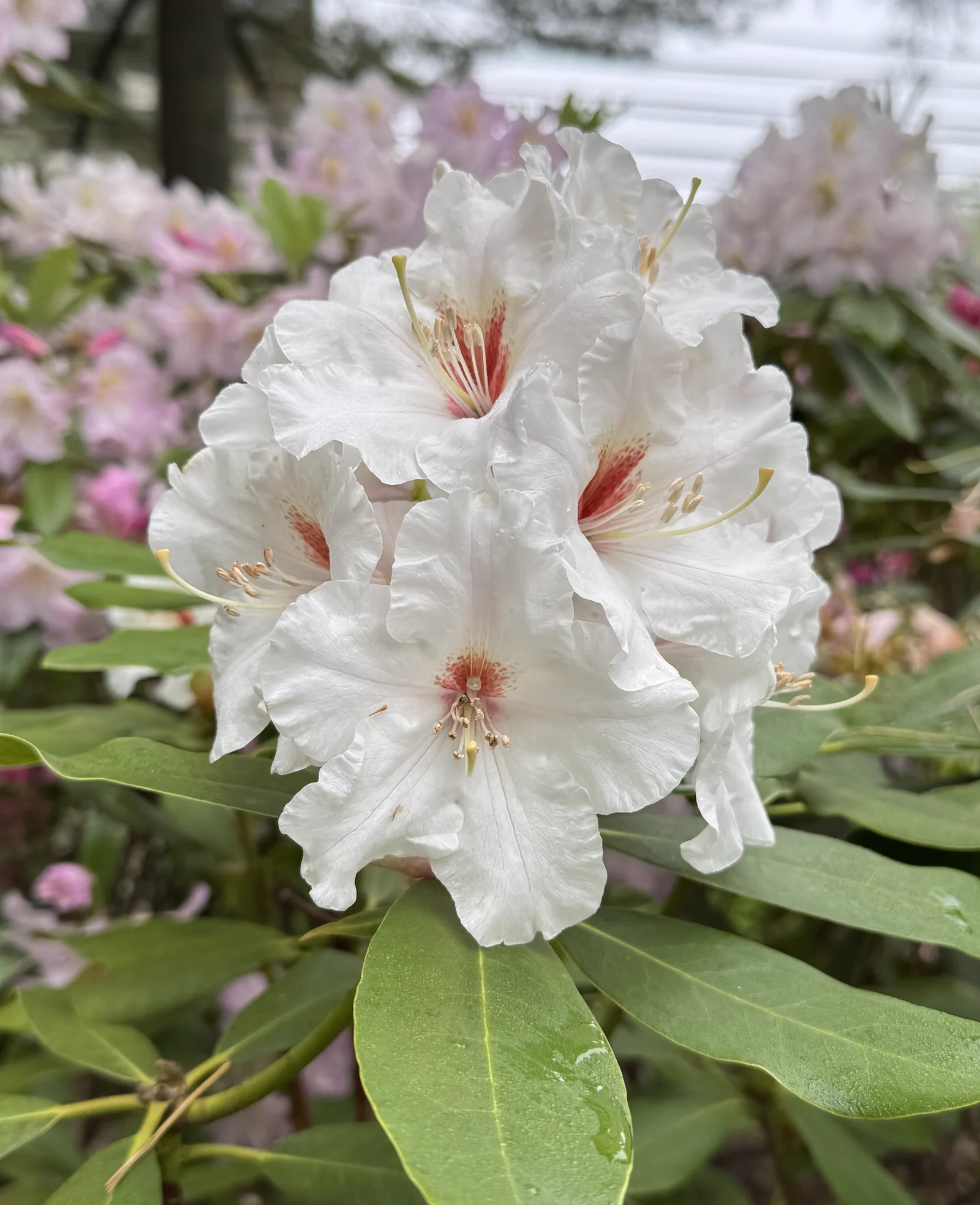 Sugaree photo of R. 'Sugaree'. Flower white with moderate red dorsal flare. Location: Bryn Mawr, Pennsylvania. Photo by: Perc Moser
