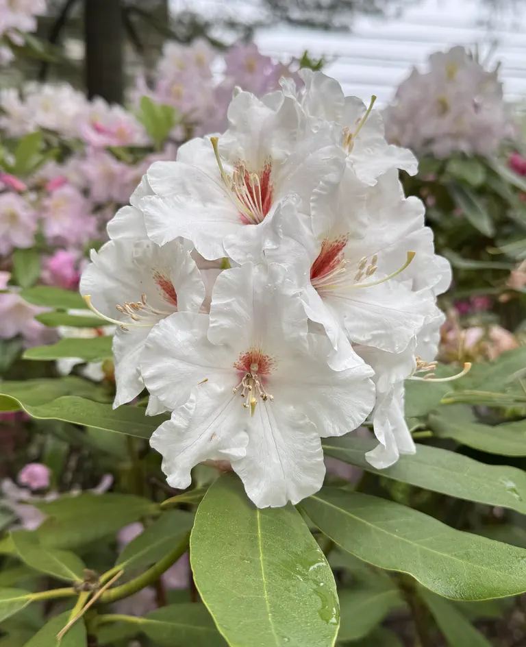 Photo of R. 'Sugaree', Rhododendron Hybrid