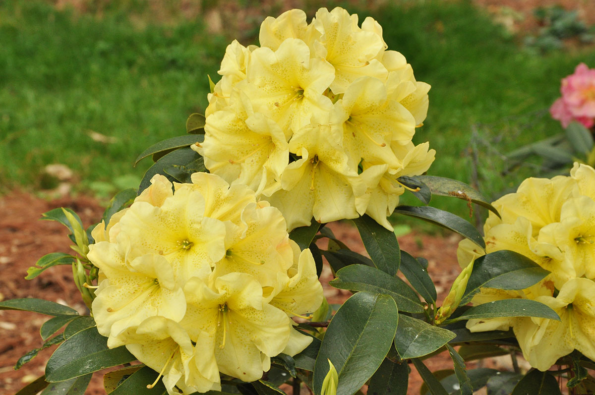 Rhododendron Ark of the Covenant photo