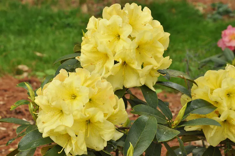 Photo of R. 'Ark of the Covenant', Rhododendron Hybrid