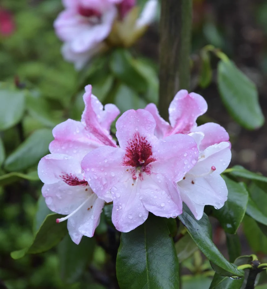 R. 'Sandra Moser' photo of R. 'Sandra Moser'. Location: Bryn Mawr, Pennsylvania. Photo by: Perc Moser