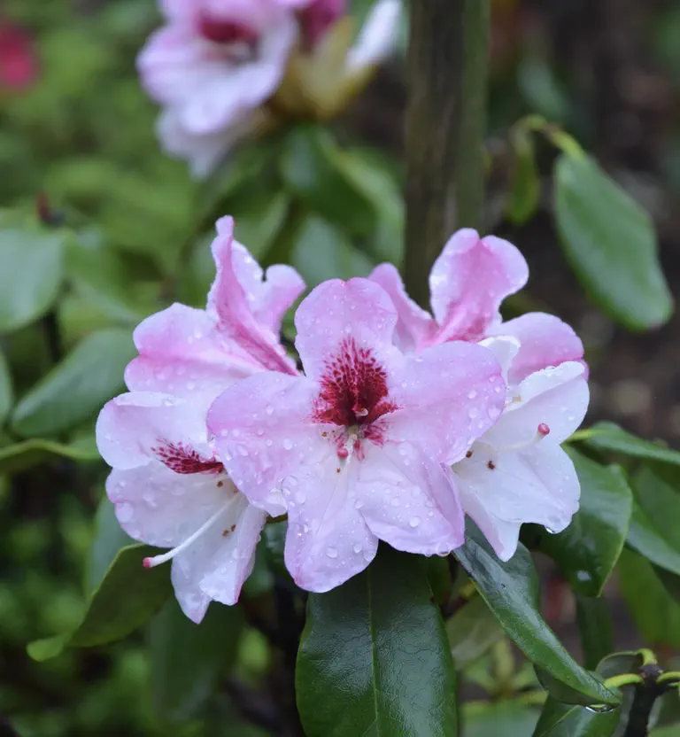 Photo of R. 'Sandra Moser', Rhododendron Hybrid