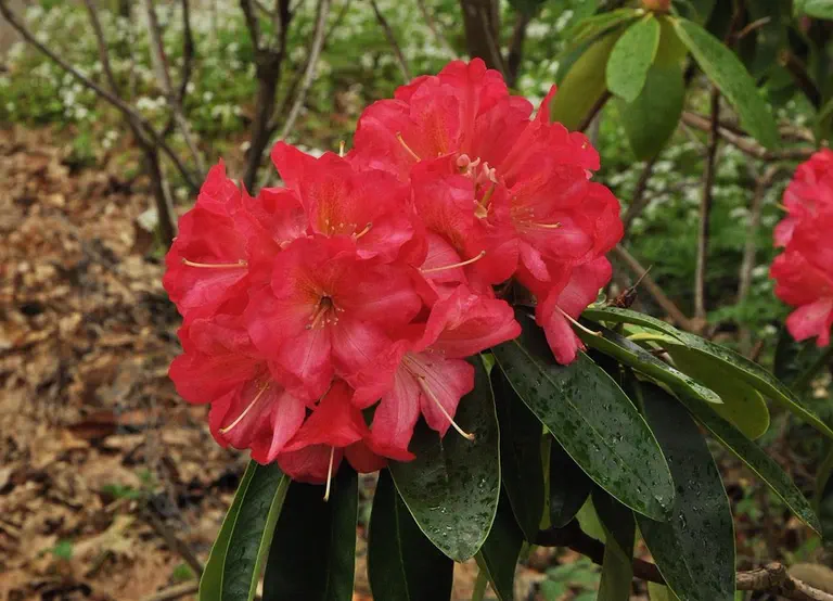 Photo of R. 'Mike O'Hara', Rhododendron Hybrid