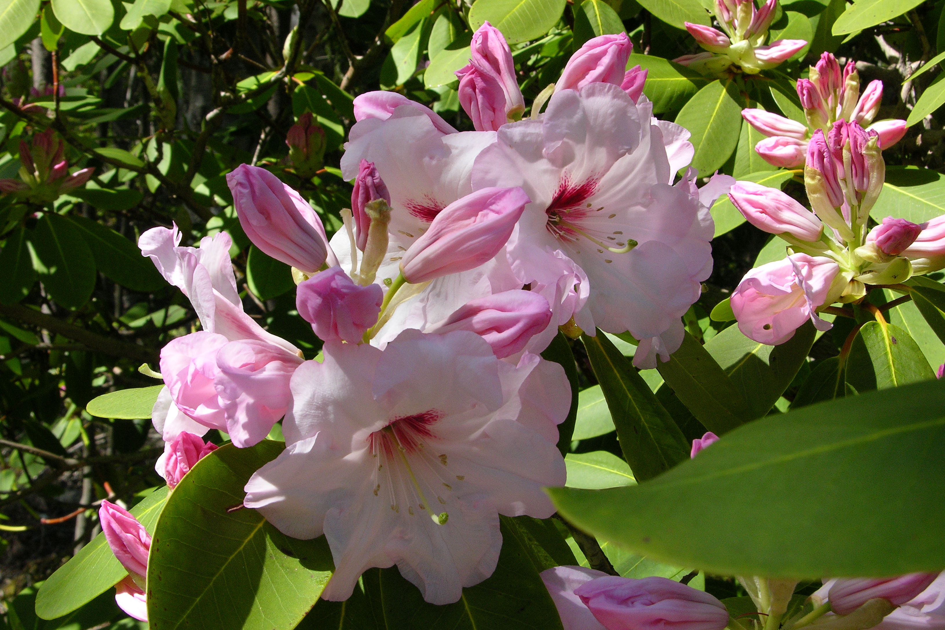 Rhododendron Susan Grondquist photo