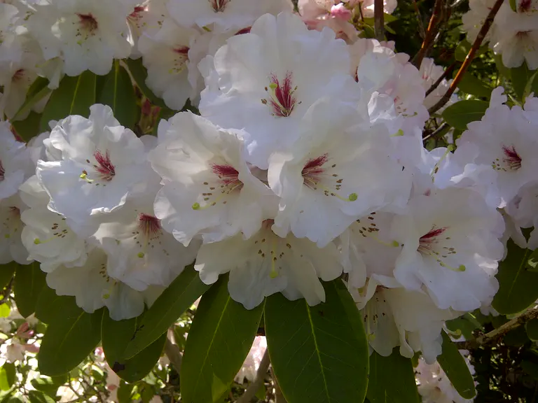 Photo of R. 'Susan Grondquist', Rhododendron Hybrid