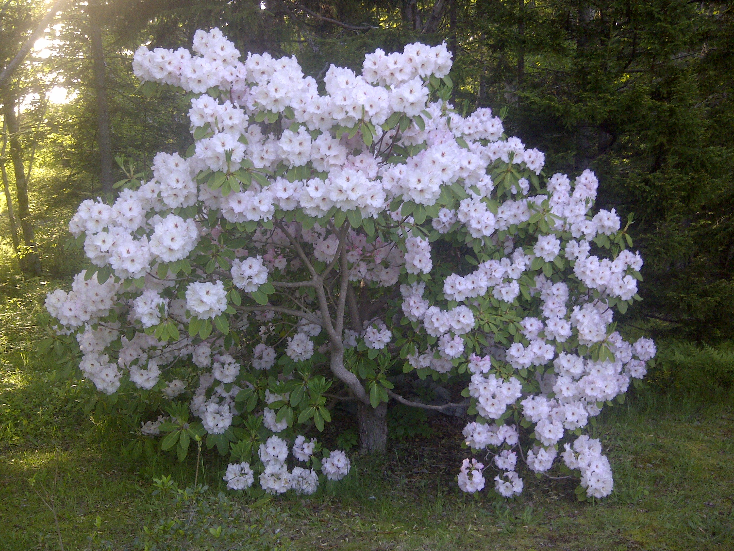 Rhododendron Susan Grondquist photo