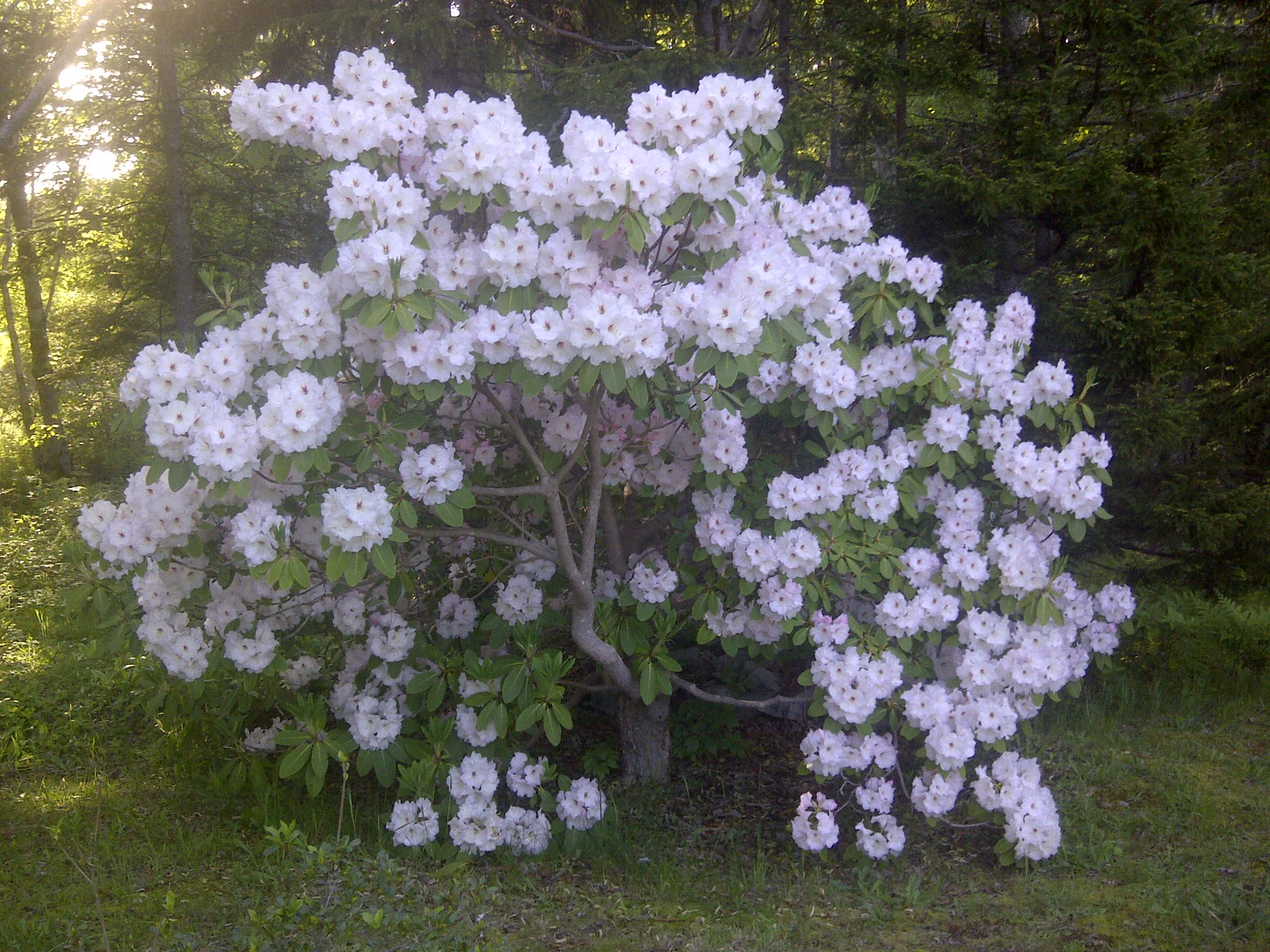 R. 'Susan Grondquist' photo of R. 'Susan Grondquist'. Insect resistant foliage and buds up reliably.. Location: Argyle, Yarmouth Co., Nova Scotia. Photo by: John Weagle