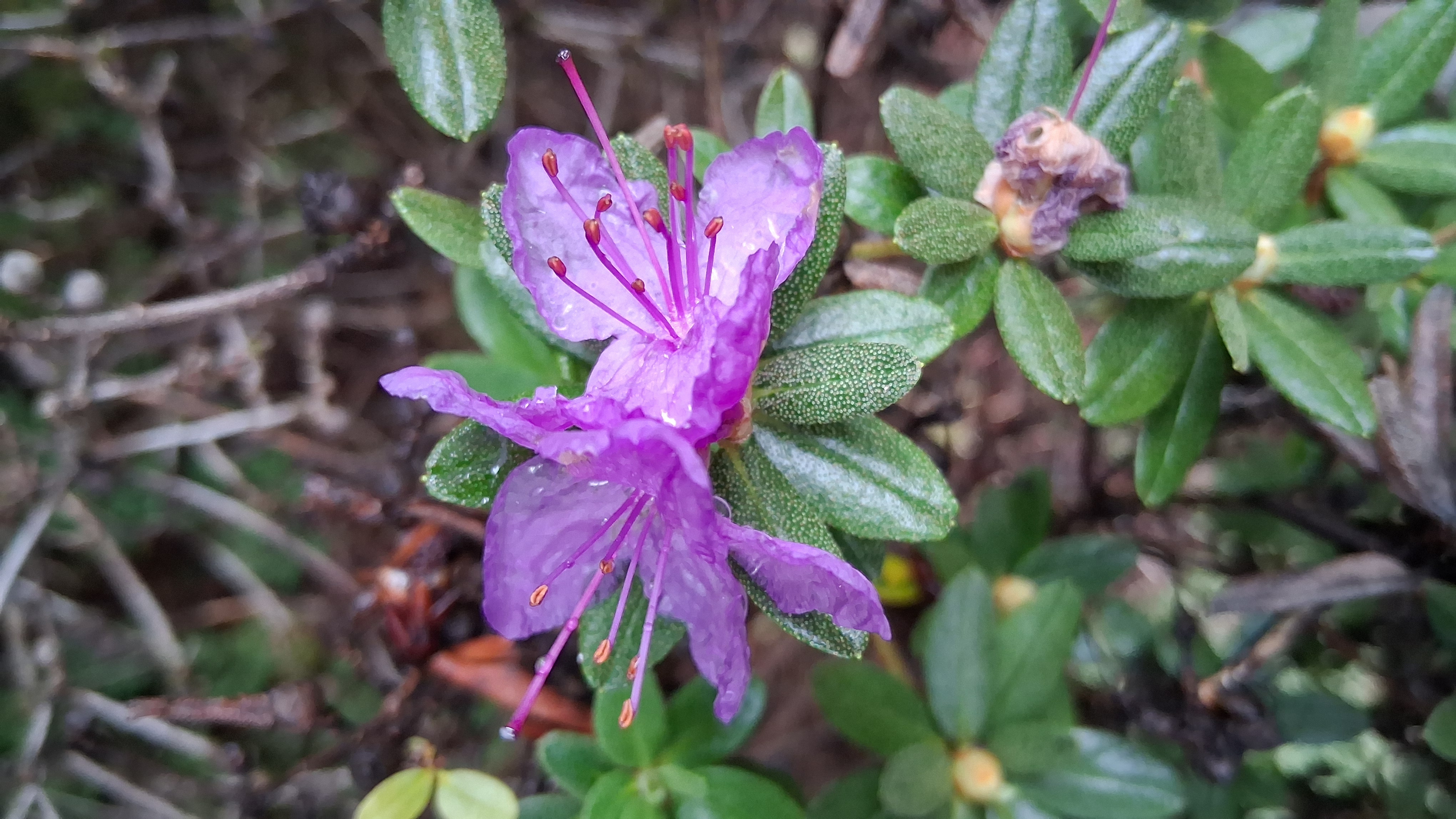 Rhododendron Autumn Violet photo