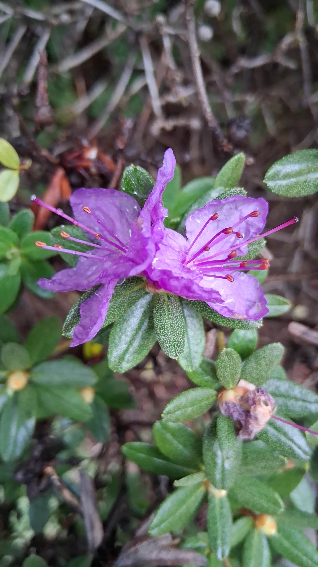 R. 'Autumn Violet' photo of R. 'Autumn Violet'. R. 'Autumn Violet' flowers rebloom in late August often confused with reblooming azaleas.. Location: Rhododendron Species Botanical Garden. Photo by: Thatrhodylady