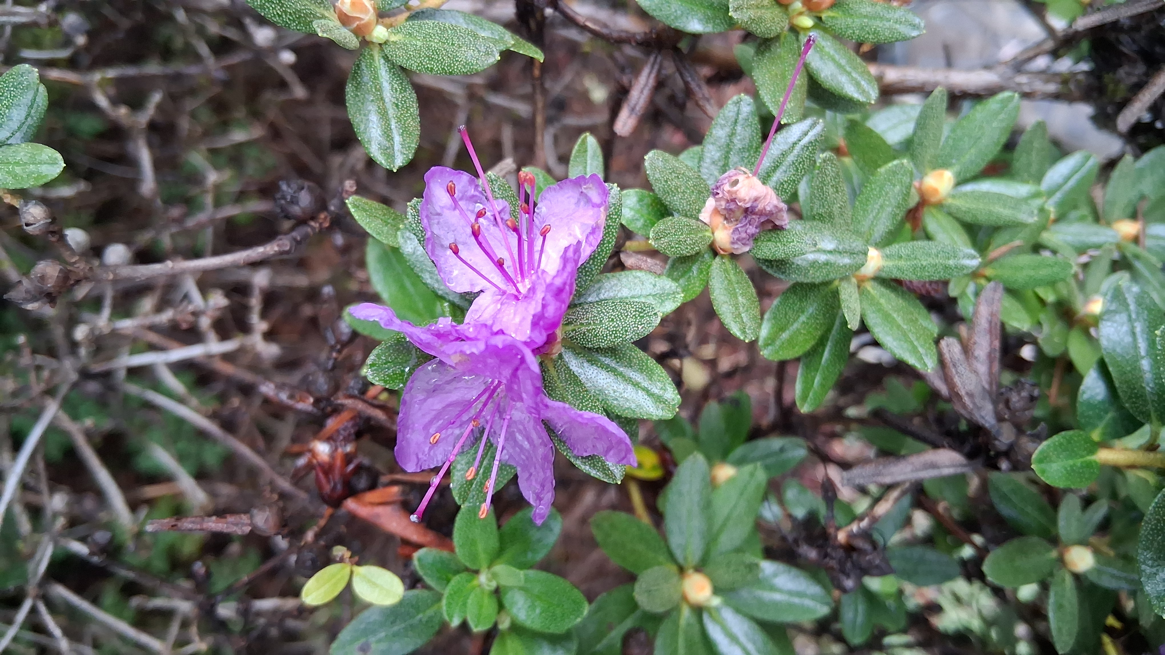 Rhododendron Autumn Violet photo