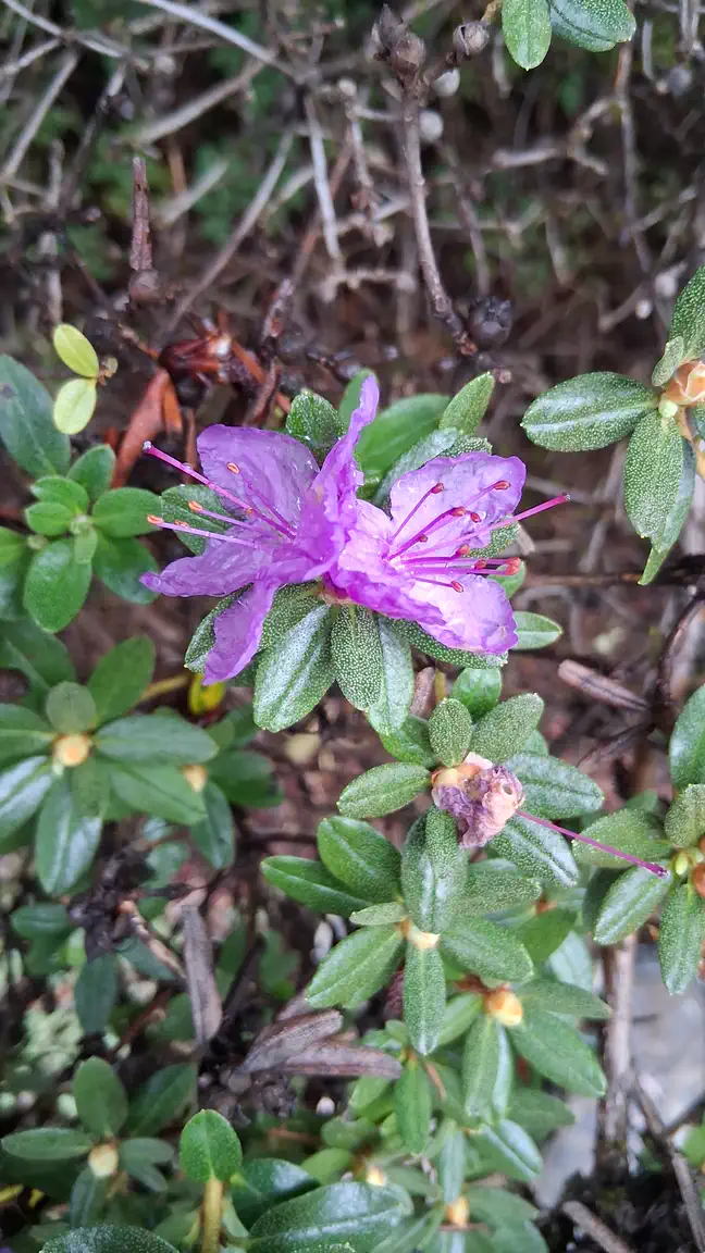 Photo of R. 'Autumn Violet', Rhododendron Hybrid