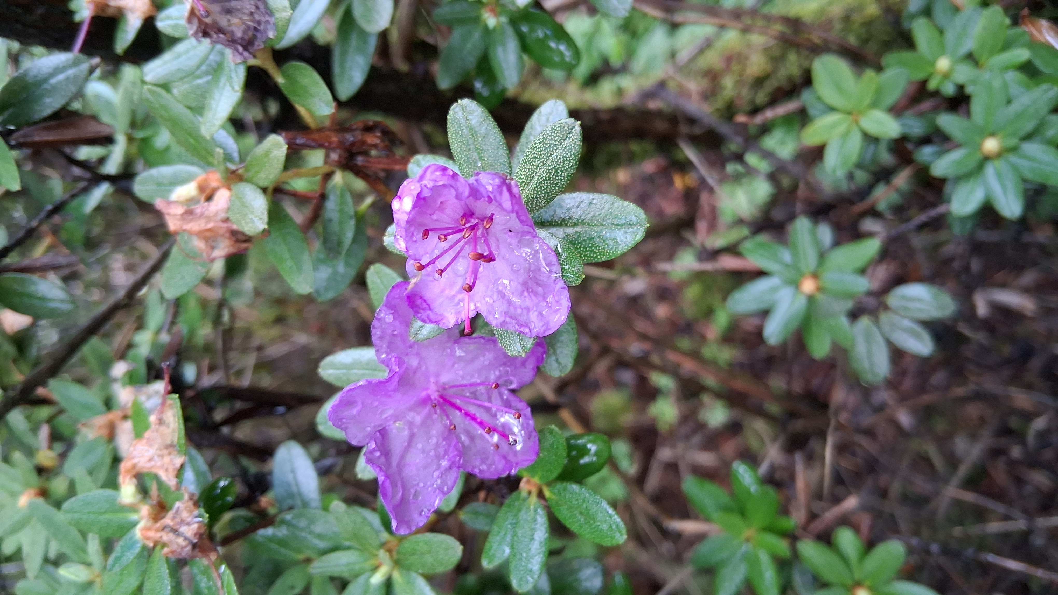 Rhododendron Autumn Violet photo