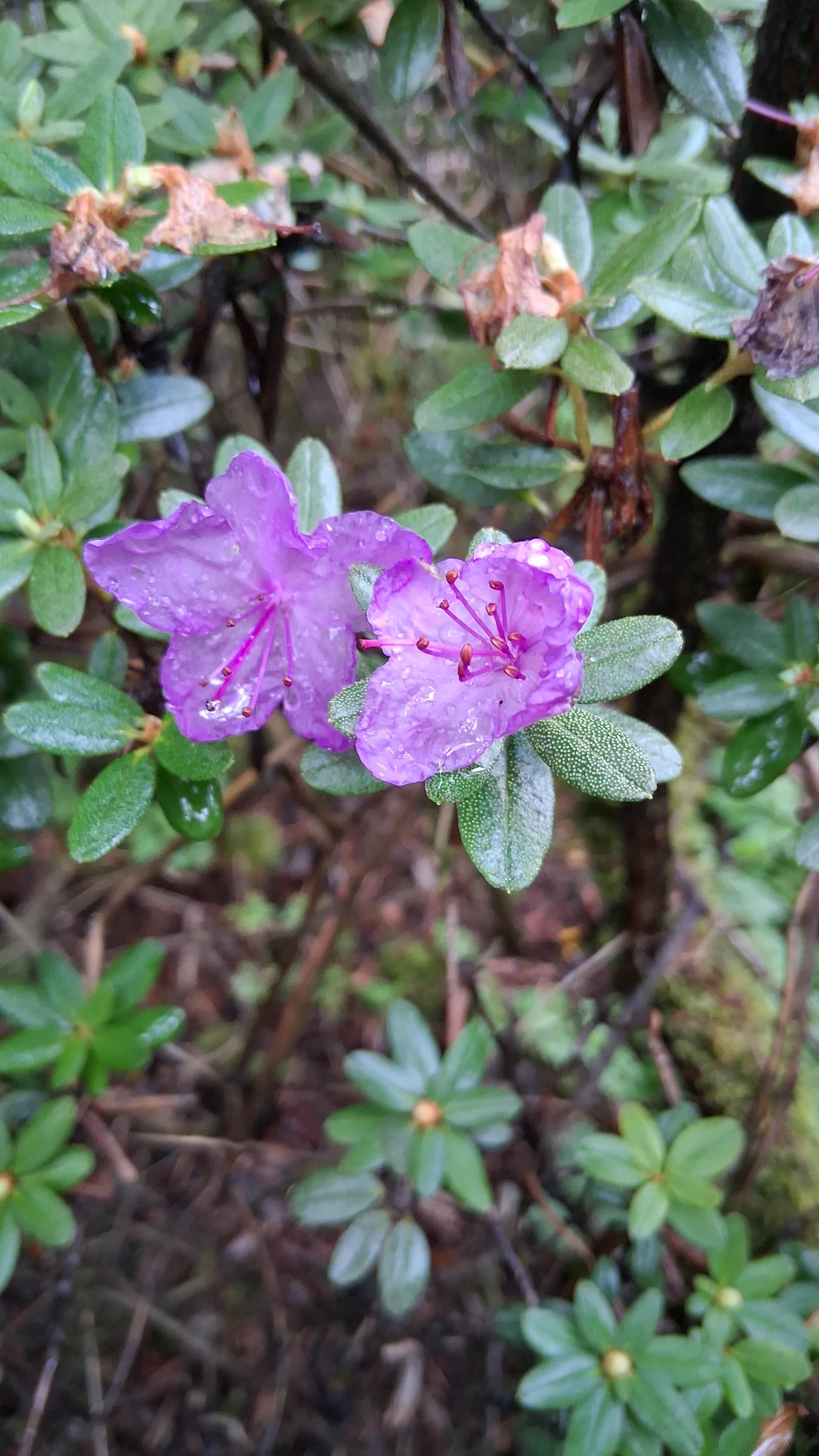 R. 'Autumn Violet' photo of R. 'Autumn Violet'. R. 'Autumn Violet' scales and flowers.. Location: Rhododendron Species Botanical Garden. Photo by: Thatrhodylady