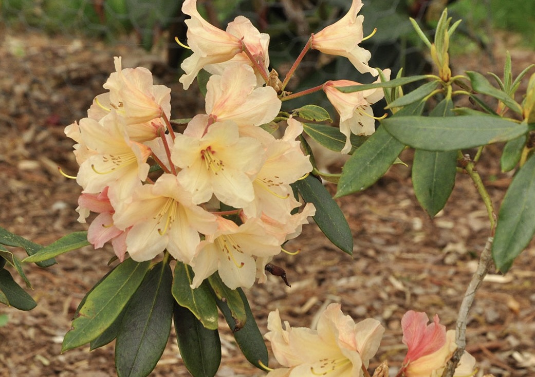 Rhododendron Tyler Minahan photo
