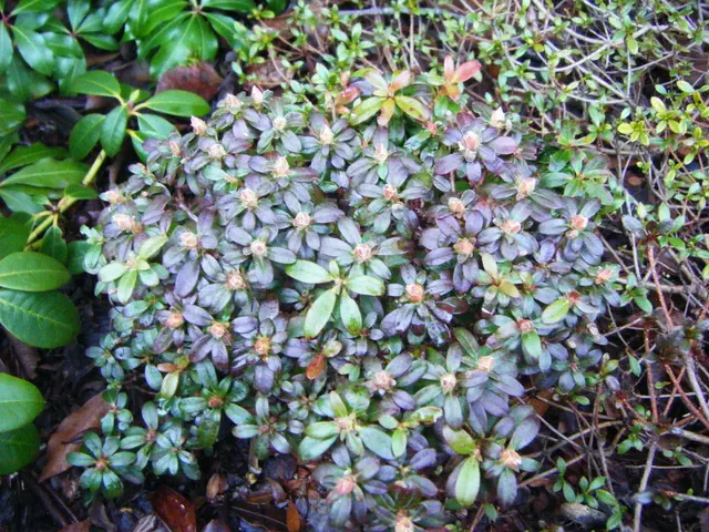 Photo of R. 'Pemako Fairy', Rhododendron Hybrid