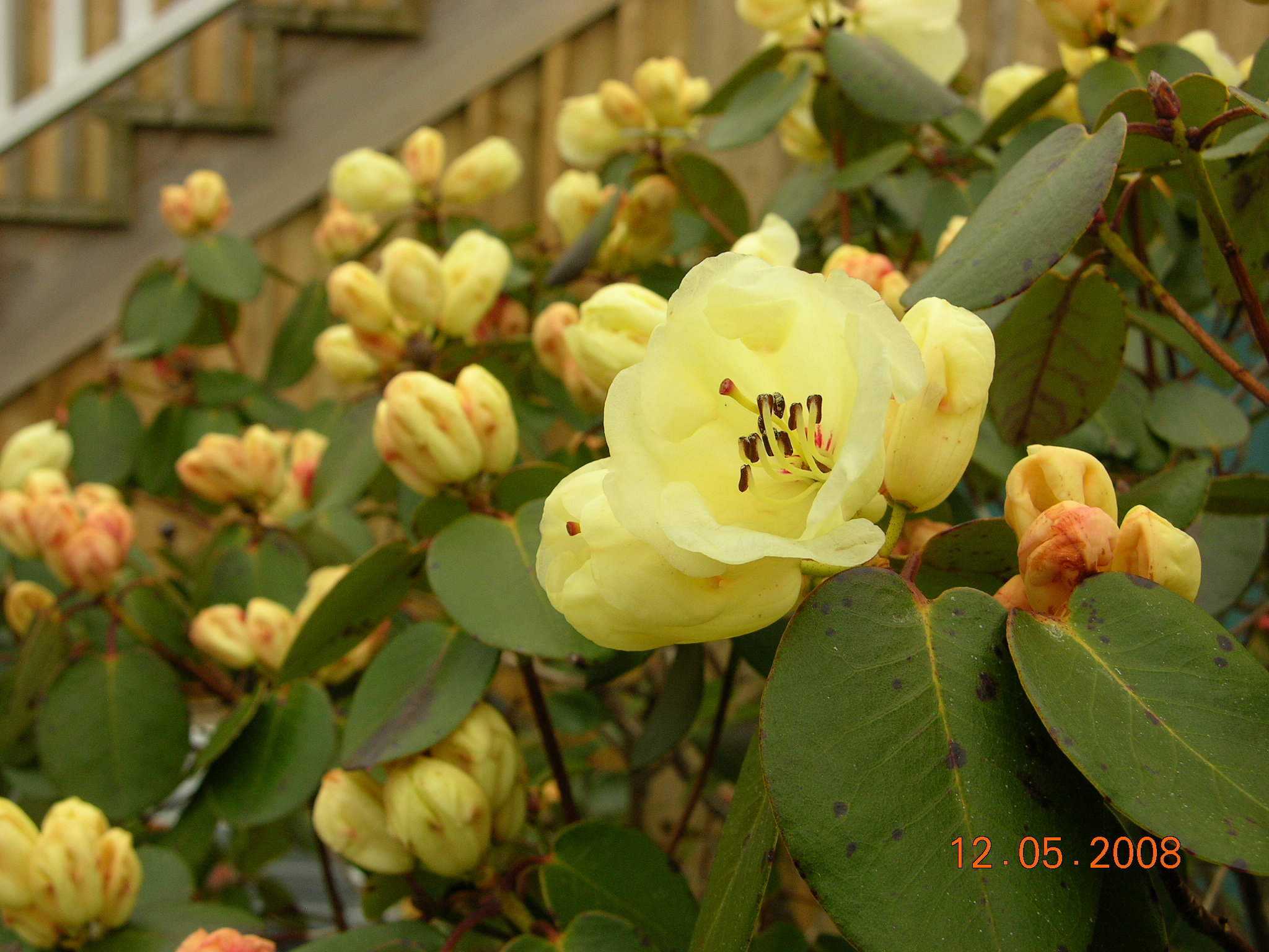 Rhododendron campylocarpum ssp. caloxanthum Royston photo
