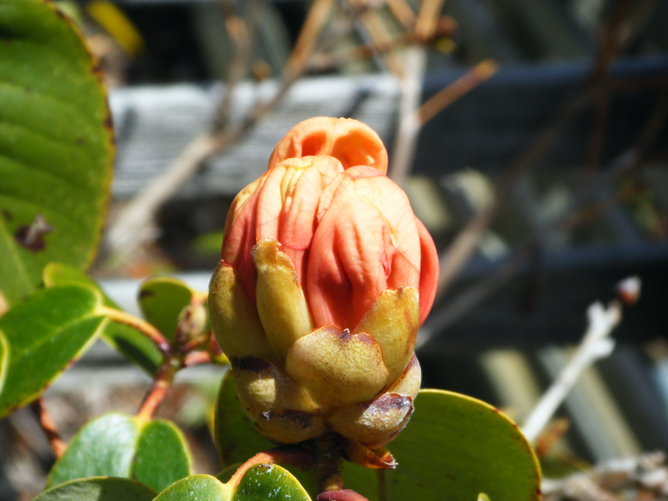 Rhododendron campylocarpum ssp. caloxanthum Royston photo