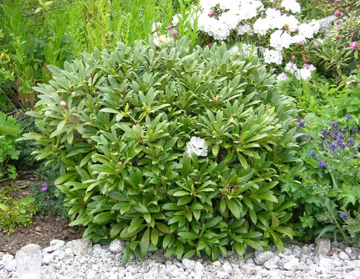 Photo of R. maximum x R. aureum var aureum, Rhododendron Hybrid