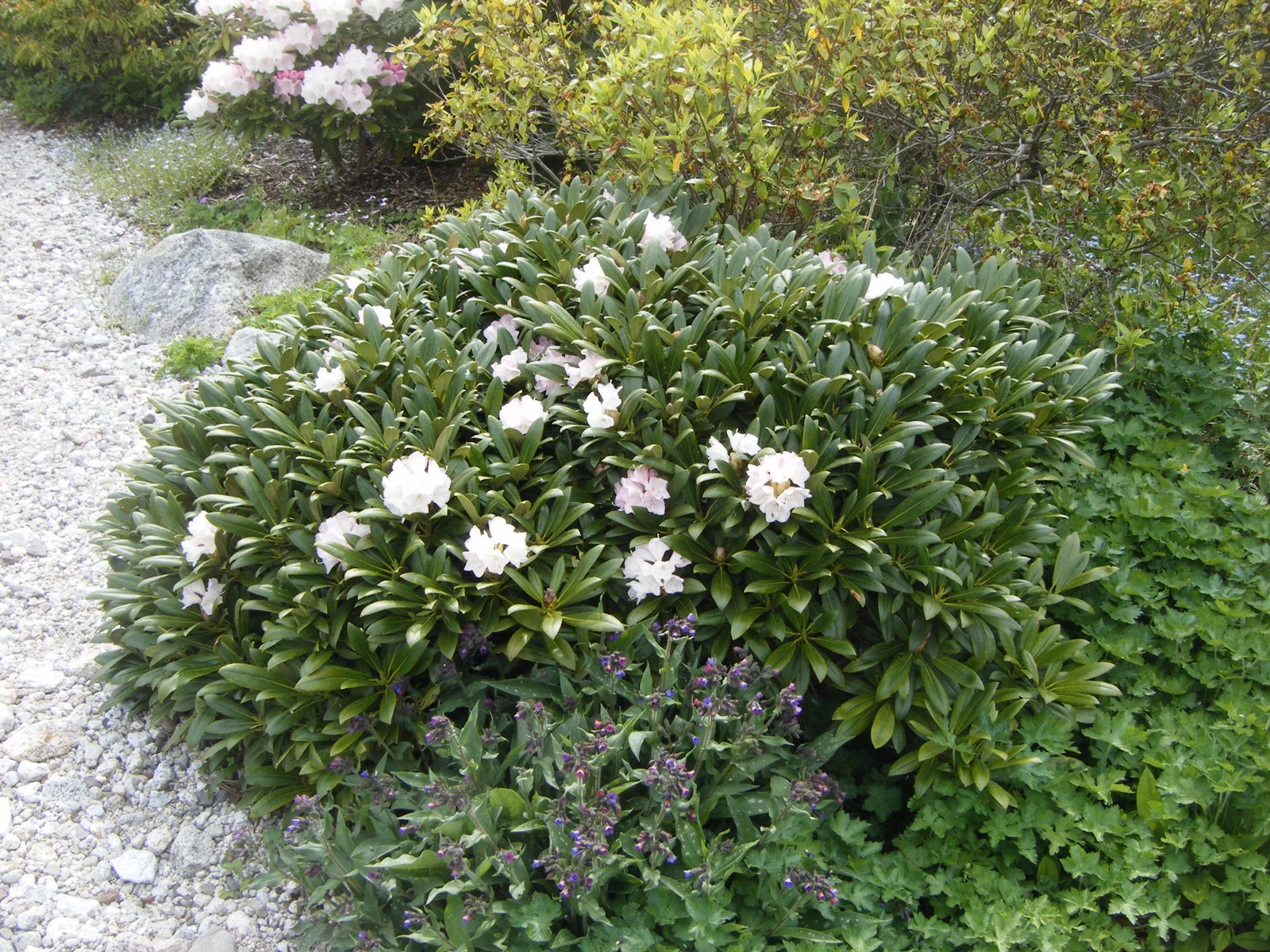 R. maximum x R. aureum var aureum photo of R. maximum x R. aureum var aureum. (maximum x aureum) F2. The original plant 36 years later.. Location: Indian Harbour, Nova Scotia. Photo by: johnw