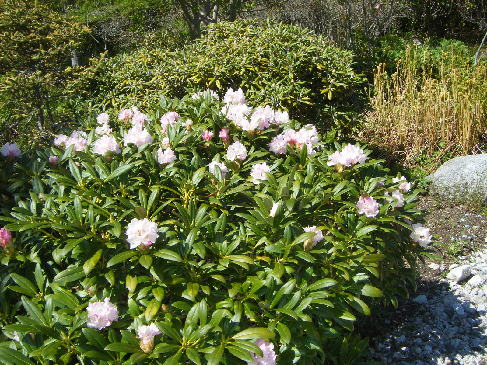 Rhododendron null photo