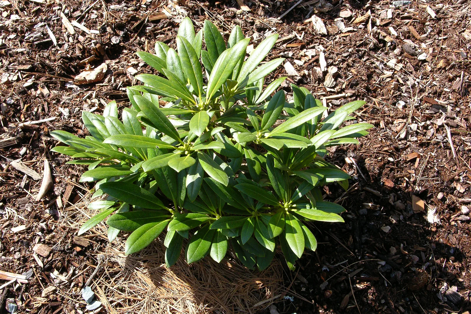 R. maximum x R. aureum var aureum photo of R. maximum x R. aureum var aureum. (maximum x aureum) F2 as a young rooted cutting in the garden of Audrey Fralic. Likely a propagation from an ARHS Chapter sale.. Location: Port Mouton, Nova Scotia. Photo by: John Weagle