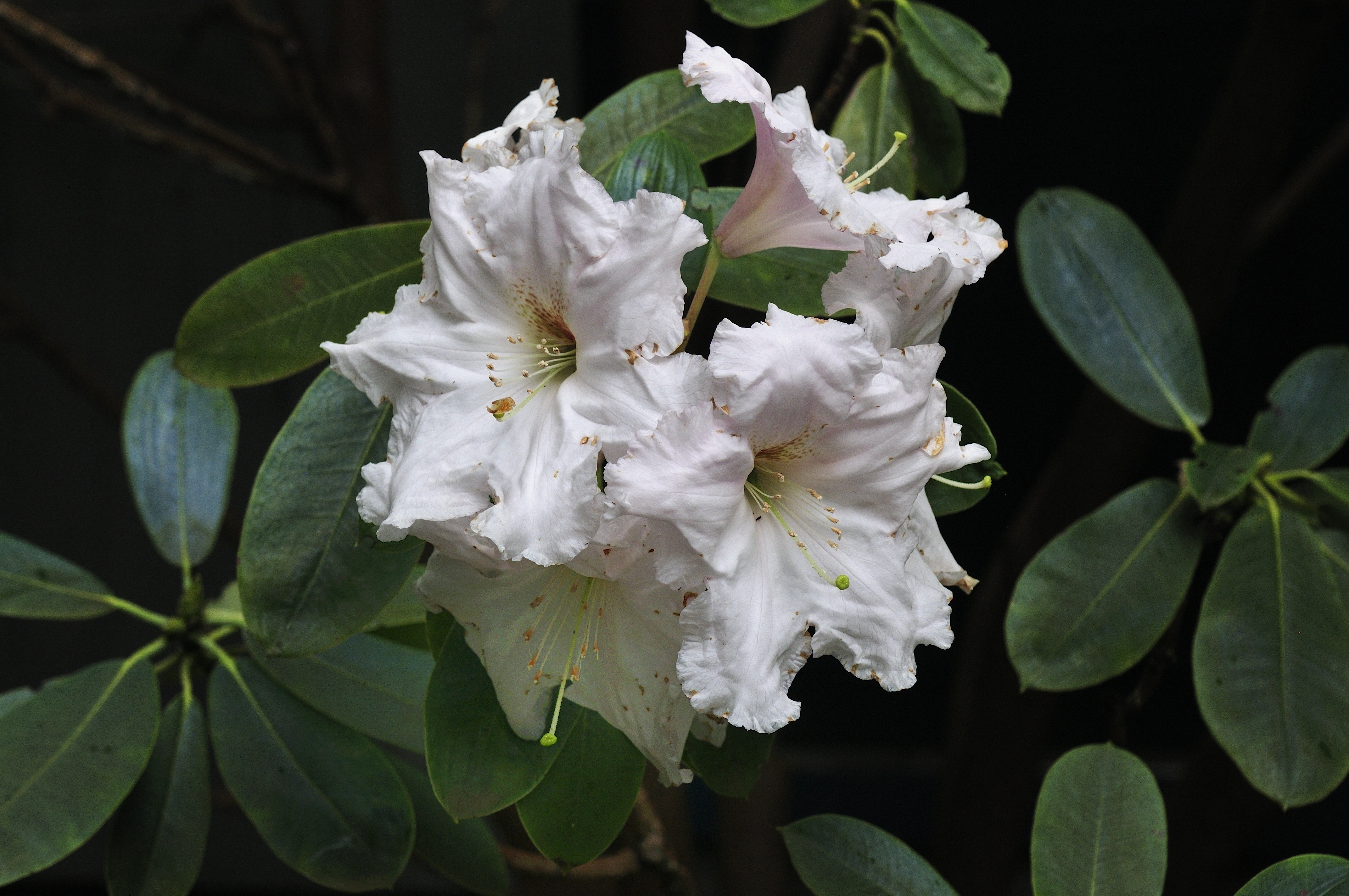 Rhododendron Angelo photo
