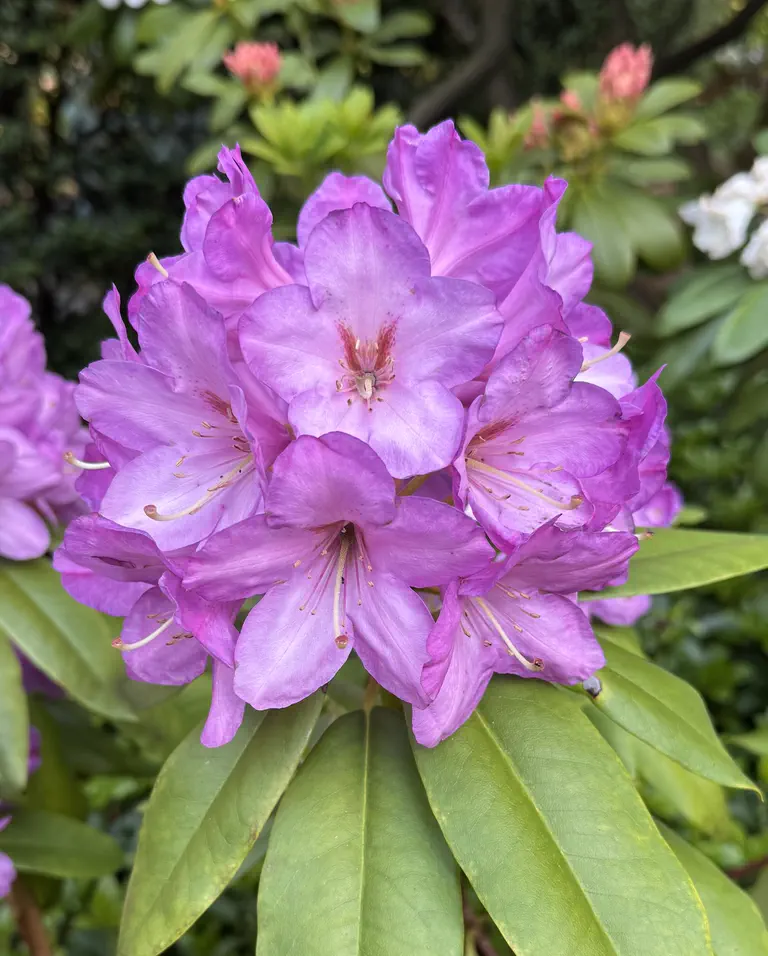 Photo of R. 'Help on the Way', Rhododendron Hybrid