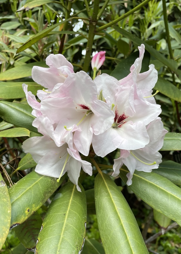 Rhododendron Caden Meier photo