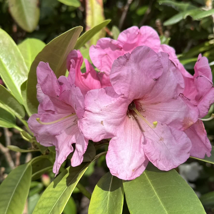 R. 'Bradley Hayman' photo of R. 'Bradley Hayman'. Pink with small red blotch at center. Location: Bryn Mawr, Pennsylvania. Photo by: Perc Moser