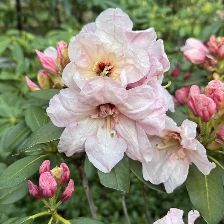 Photo of R. 'Franklin's Flower', Rhododendron Hybrid