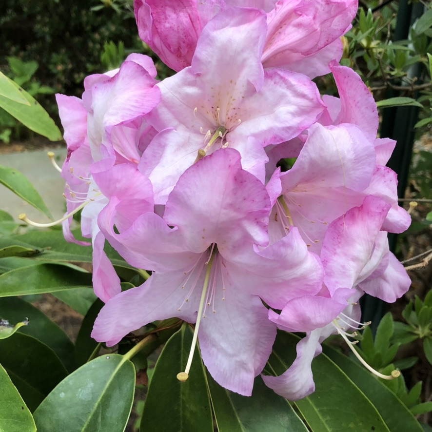 Rhododendron Cosmic Candy photo
