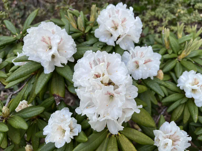 Photo of R. 'brachycarpum x proteoides', Rhododendron Hybrid