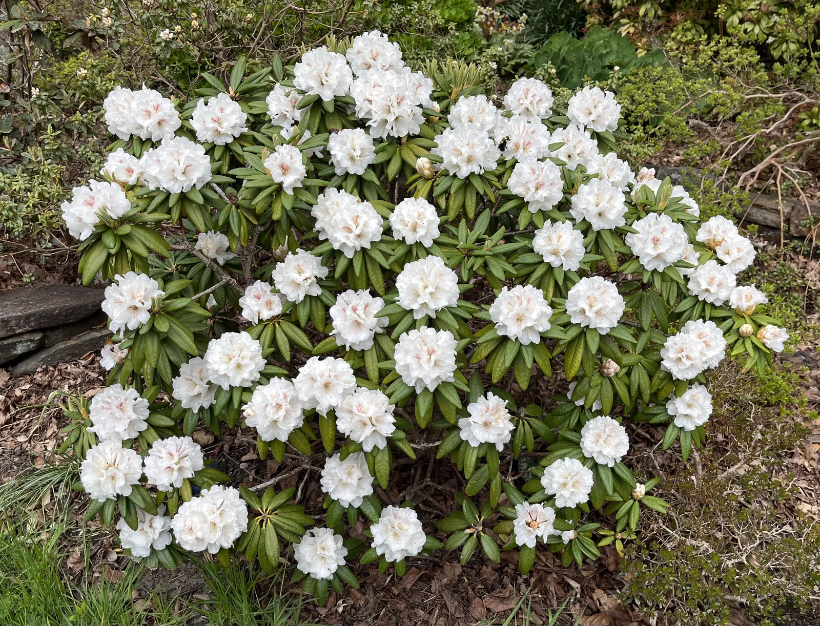 R. 'brachycarpum x proteoides' photo of R. 'brachycarpum x proteoides'. Plant at 29 years old, good compact habit. Location: Halifax, Nova Scotia. Photo by: John Weagle