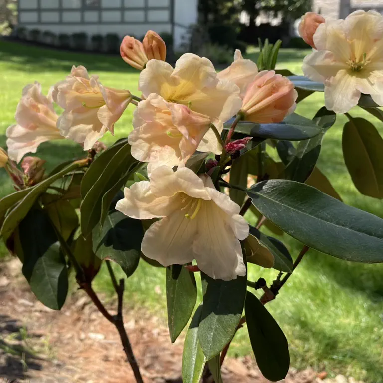 Photo of R. 'MacKenzie Meier', Rhododendron Hybrid