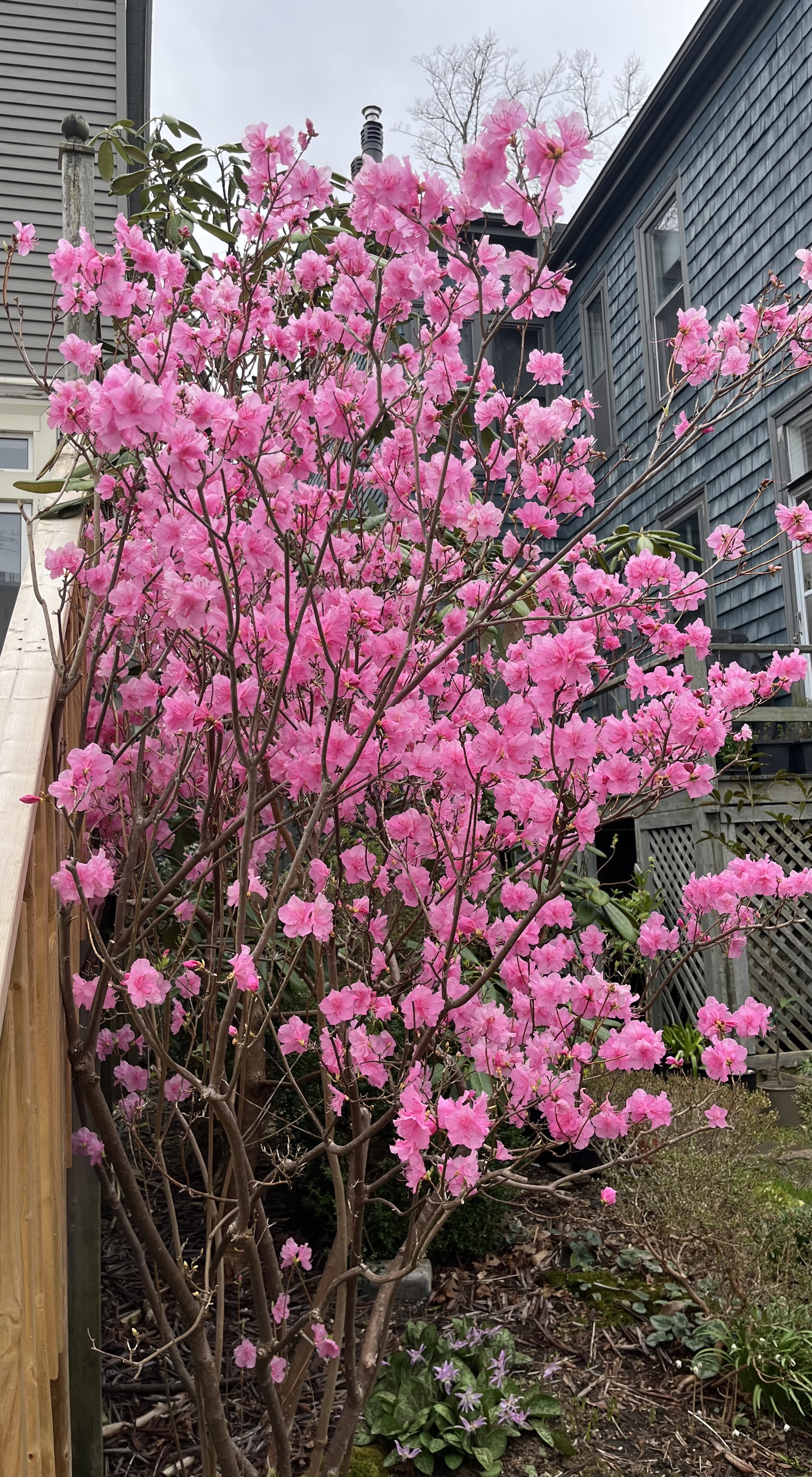 Rhododendron mucronulatum ('Woodland Pink' x 'Cornell Pink') photo