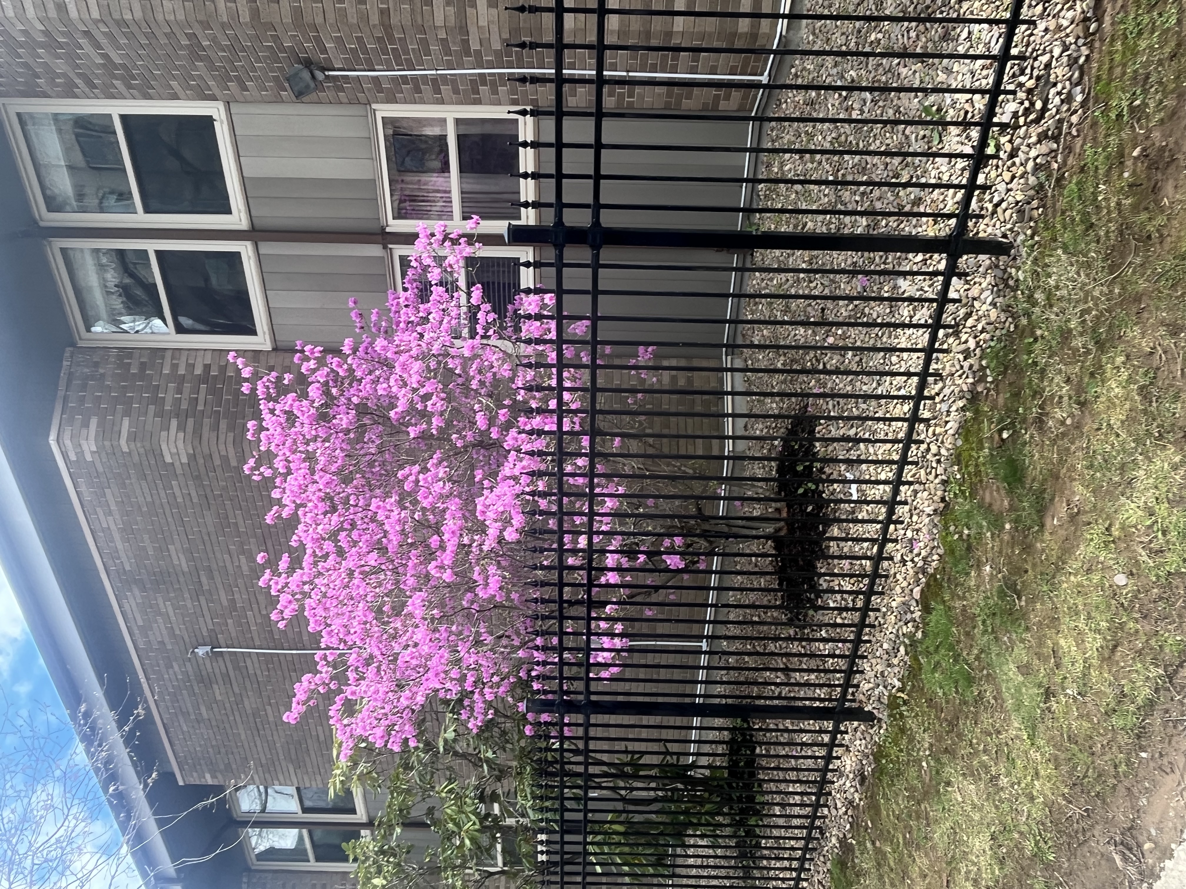 Rhododendron mucronulatum ('Woodland Pink' x 'Cornell Pink') photo