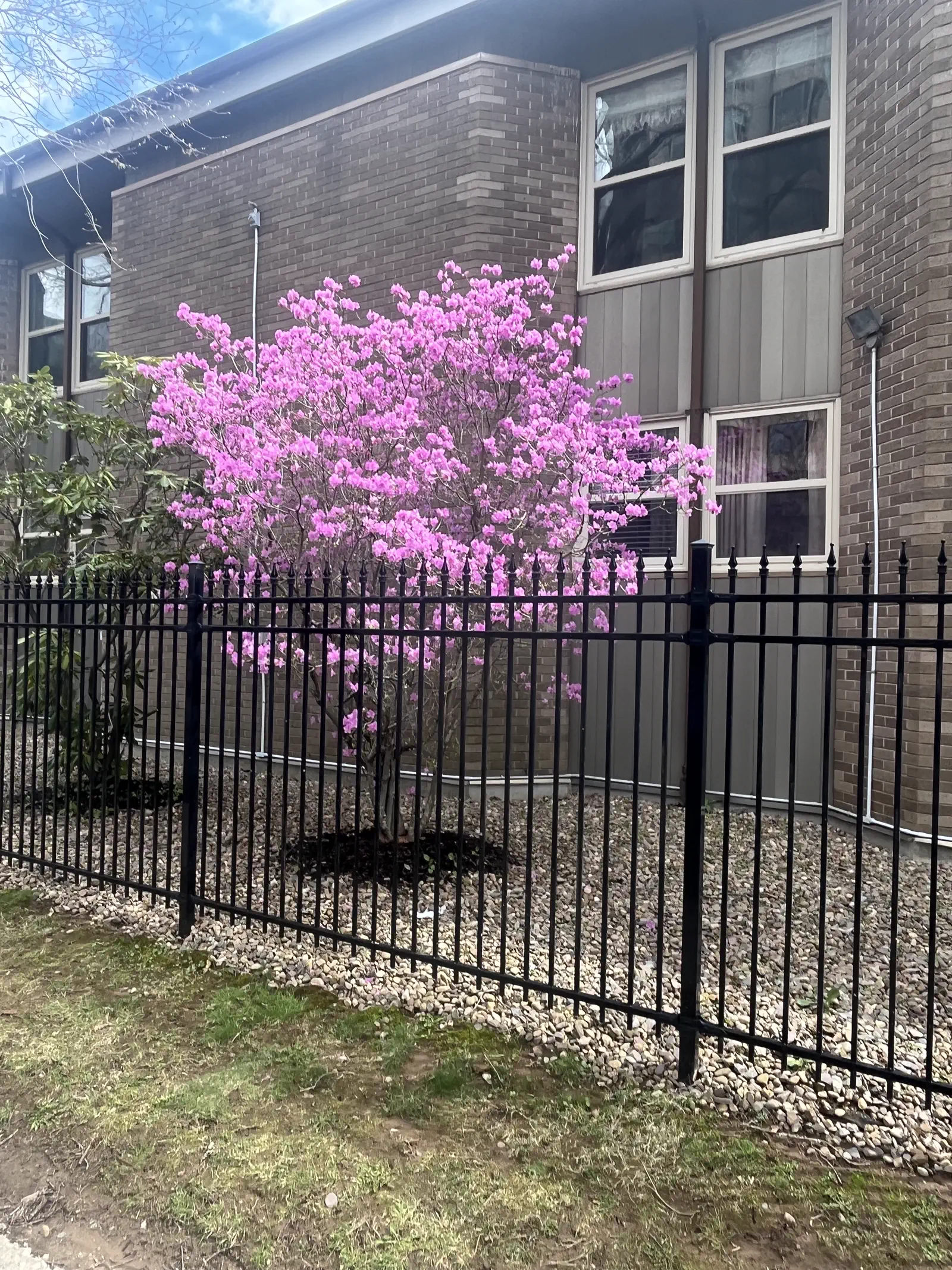 R. mucronulatum ('Woodland Pink' x 'Cornell Pink') photo of R. mucronulatum ('Woodland Pink' x 'Cornell Pink'). Location: Halifax, Nova Scotia. Photo by: johnw