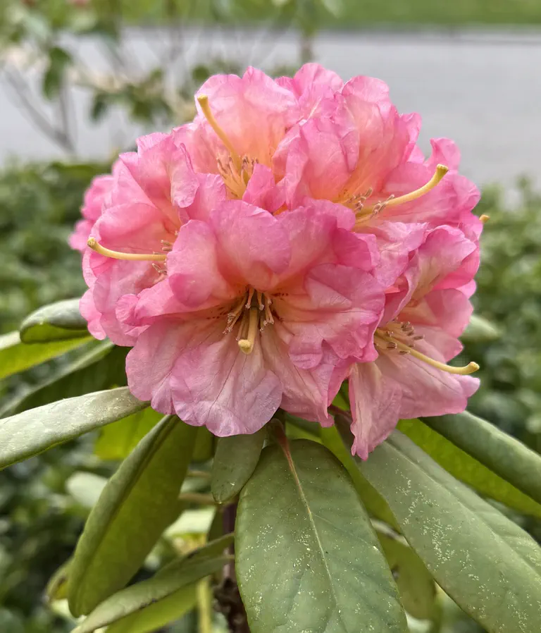 Photo of R. 'Cause of Our Joy', Rhododendron Hybrid