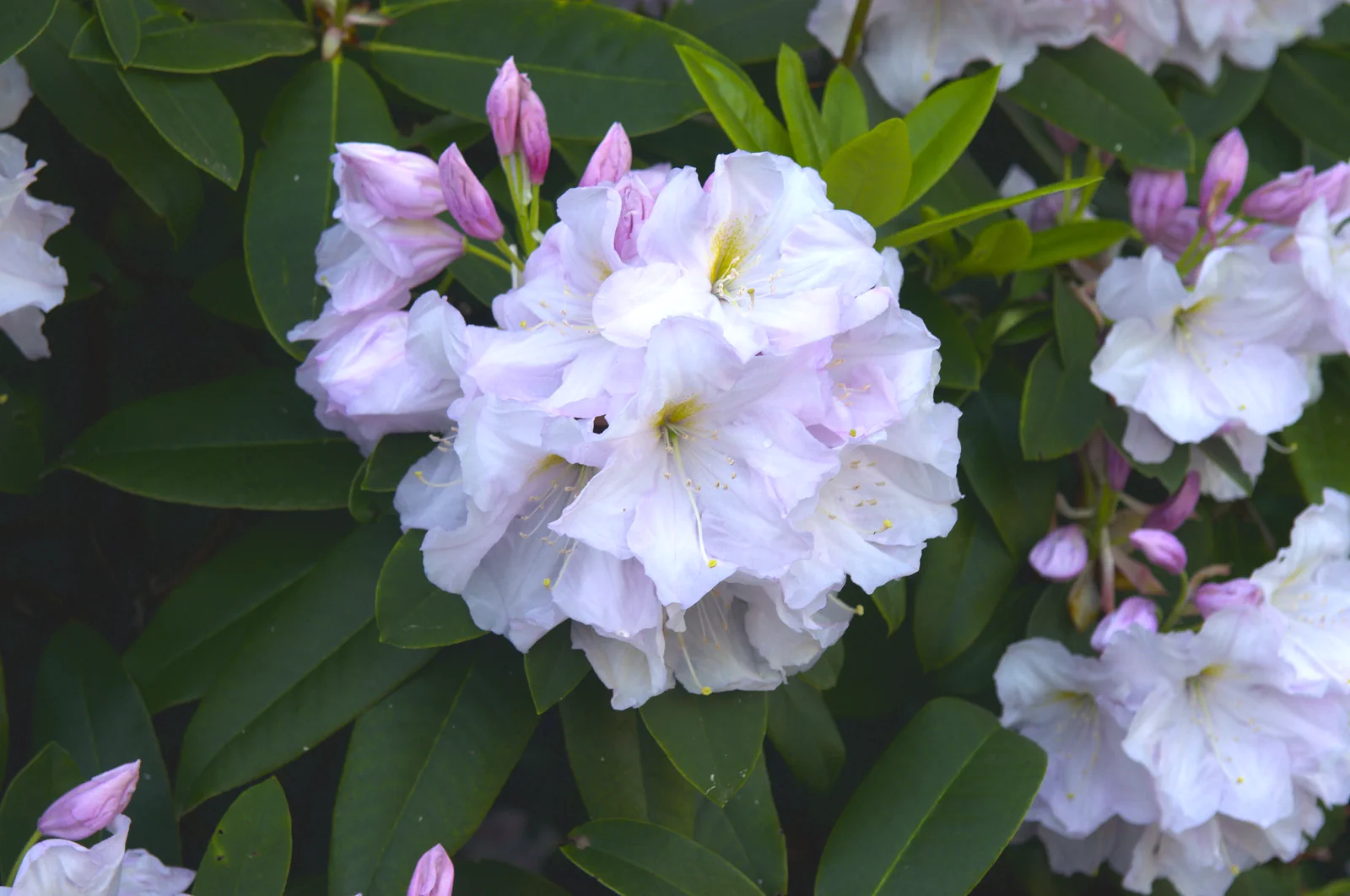 R. Admiral Piet Hein photo of R. 'Admiral Piet Hein'. Location: Private Garden Vancouver Is., B.C., Canada. Photo by: Susan Lightburn
