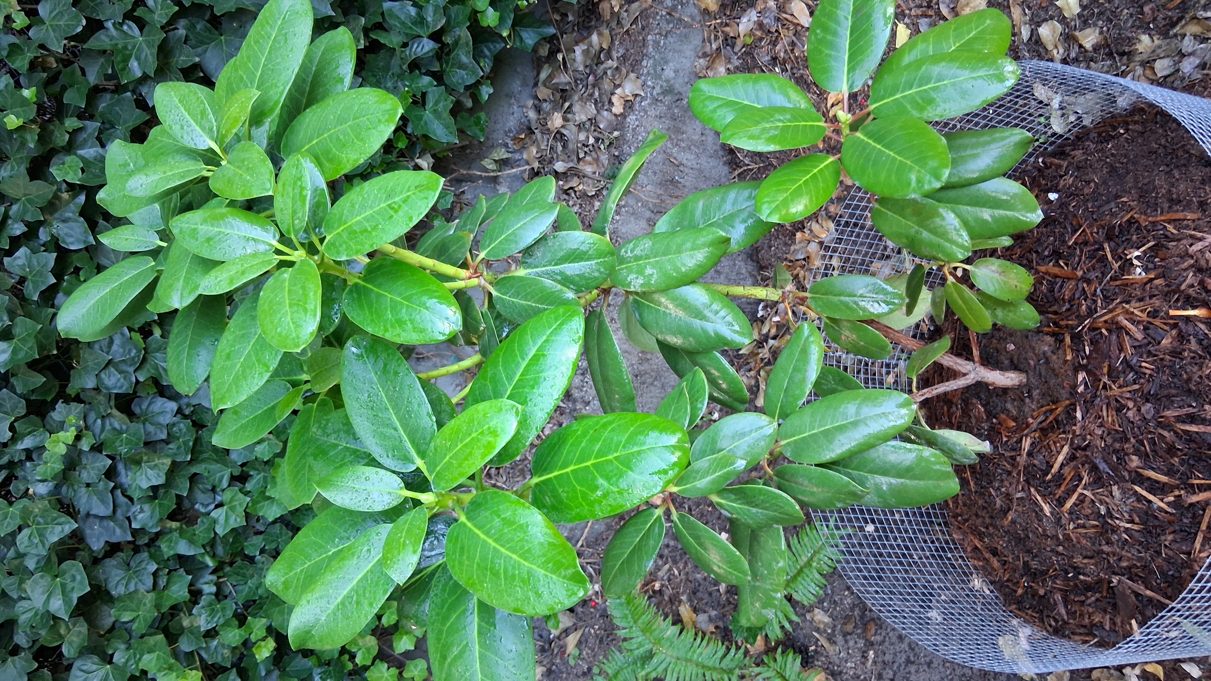 Rhododendron fortunei x yuanbaoshanense photo
