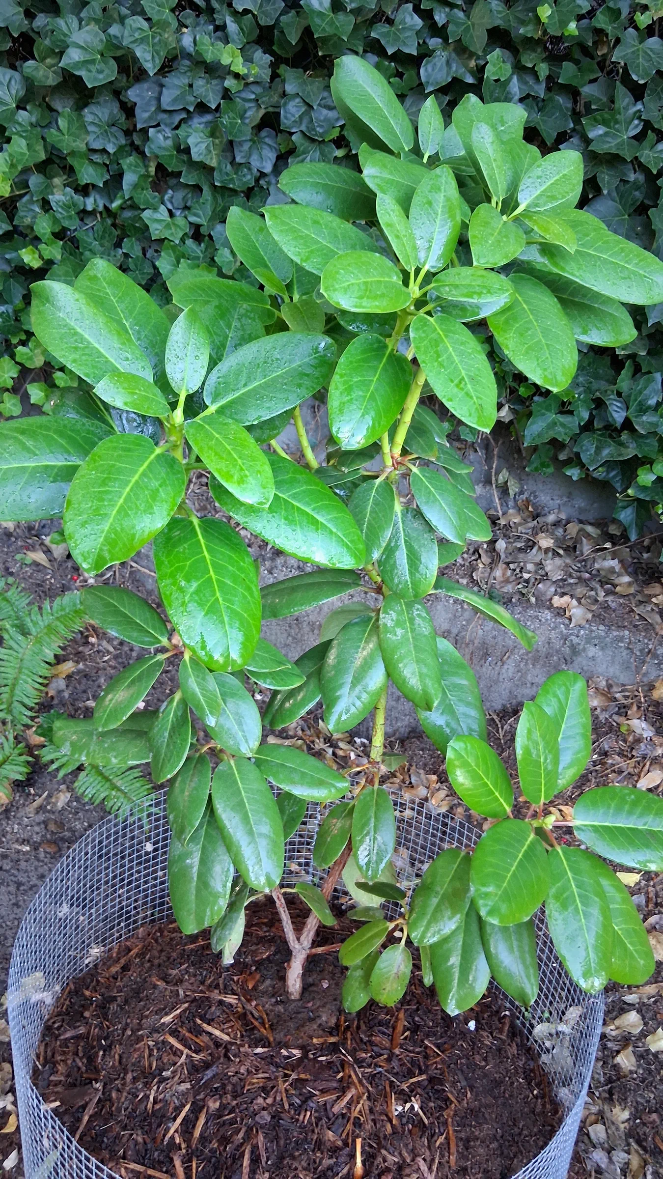 R. 'fortunei x yuanbaoshanense' photo of R. 'fortunei x yuanbaoshanense'. R. 'fortunei x yuanbaoshanense' 3 years old has not bloomed yet. Seen here is its lush large new growth and upright form.. Location: Private Garden, Seatac, WA, USA. Photo by: Thatrhodylady
