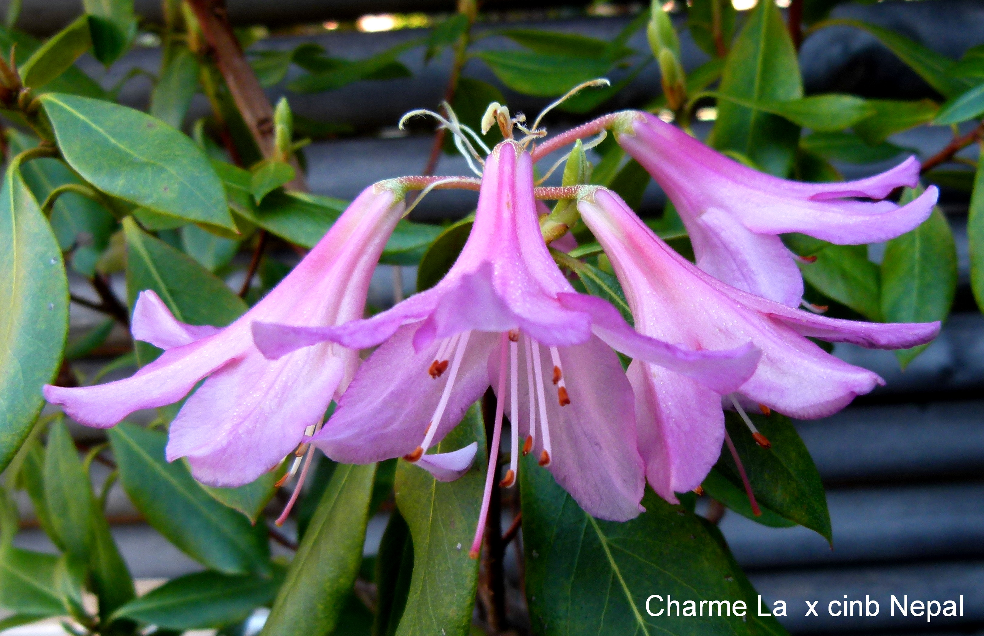 Rhododendron 'Charme La' x R. cinnabarinum ssp cinnabarinum 'Nepal photo