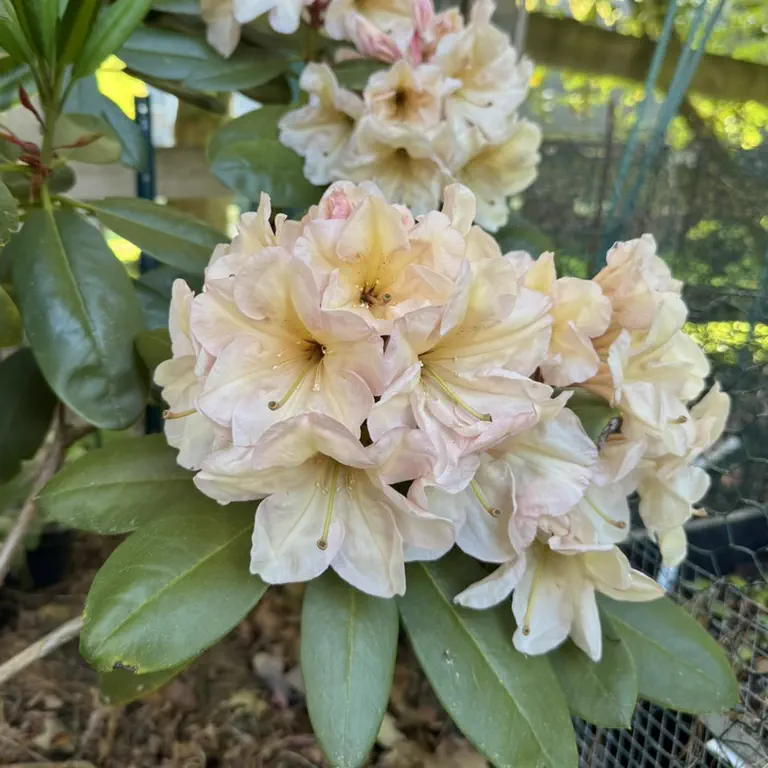 Photo of R. 'Holden Skeeters', Rhododendron Hybrid