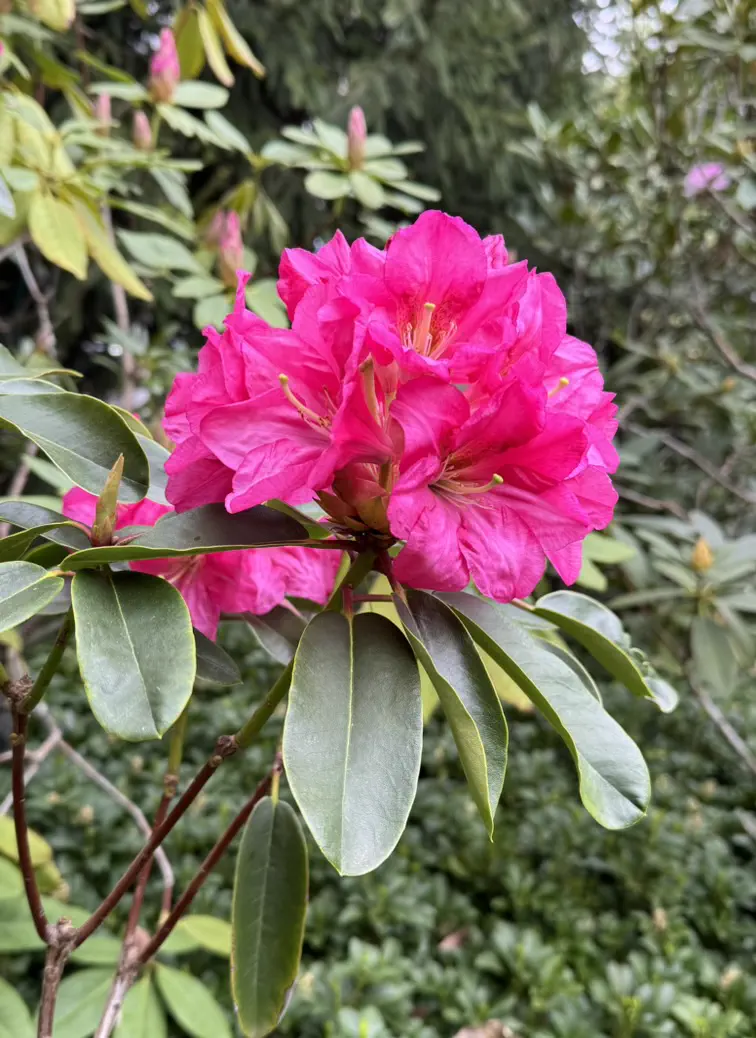 Photo of R. 'Chandler Meier', Rhododendron Hybrid