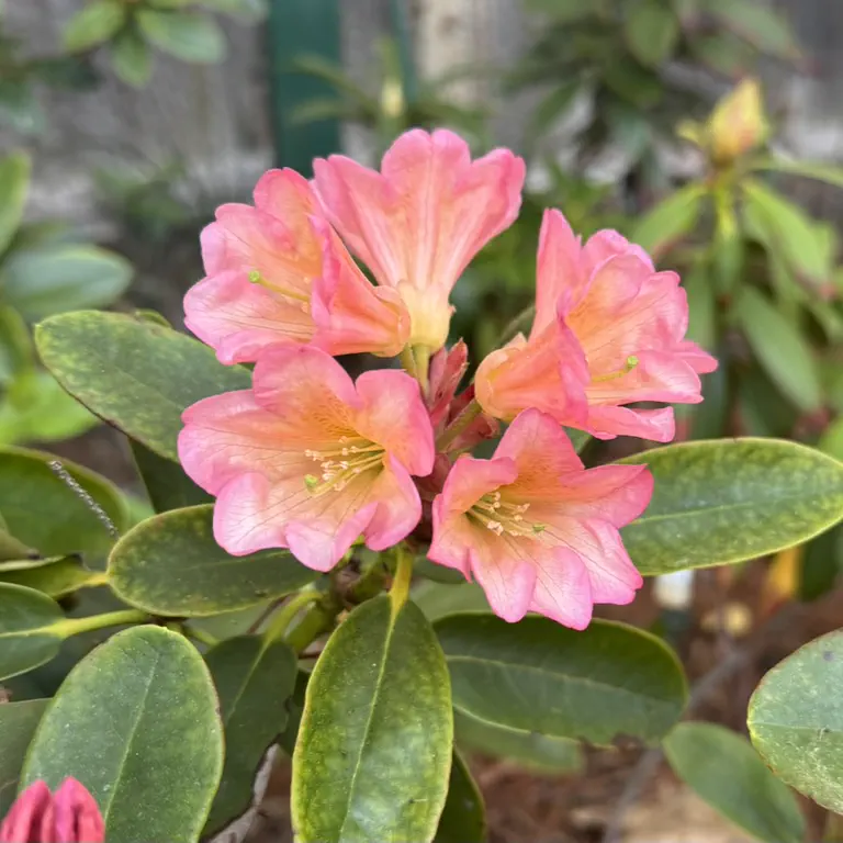 Photo of R. 'Eleanor Corwin Moser', Rhododendron Hybrid