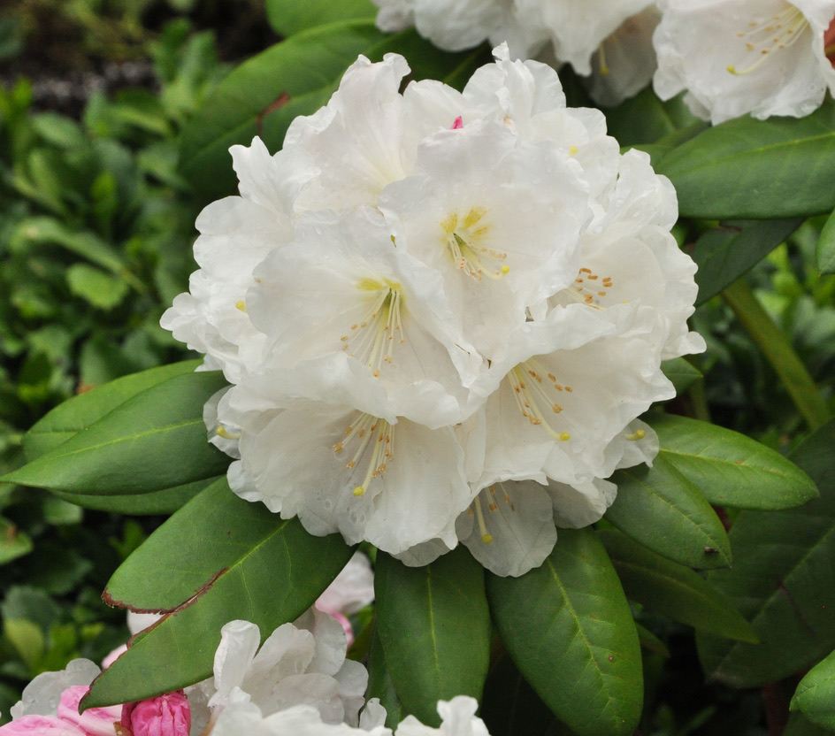 Rhododendron Madeline Winter photo