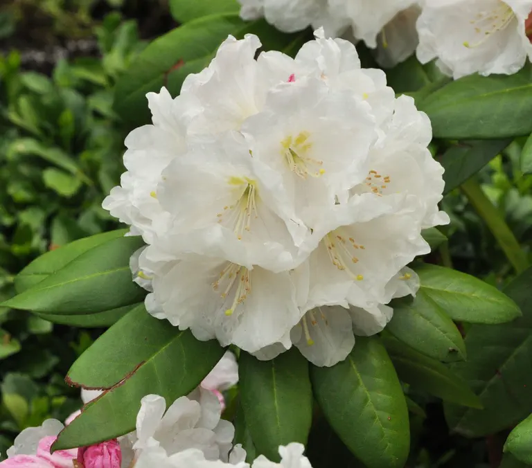 Photo of R. 'Madeline Winter', Rhododendron Hybrid
