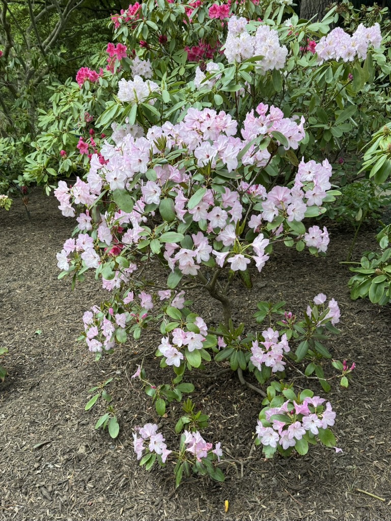 Rhododendron Alison Suzanne Moser photo
