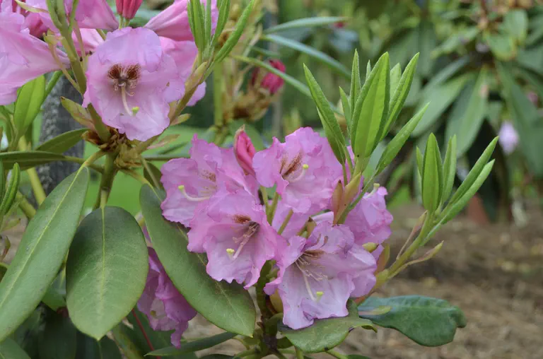 Photo of R. 'P. Benjamin Moser, IV', Rhododendron Hybrid